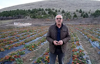 Emeklilik Hobisi Dev Bir Girişime Dönüştü: Tokat’ın Zile Çileği Yok Satıyor!